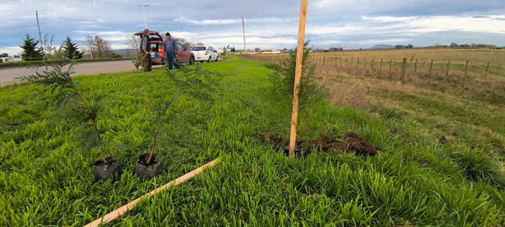 REPOSICIÓN DE ÁRBOLES EN EL ACCESO A LA CIUDAD: CONTINÚA EL TRABAJO CONJUNTO PARA FORTALECER EL ARBOLADO URBANO